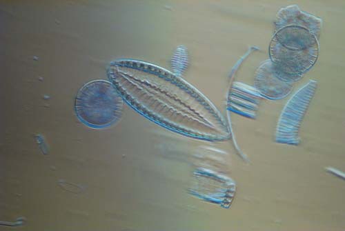 fossile Diatomeen