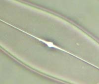 Pleurosigma angulatum