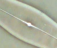 Pleurosigma angulatum